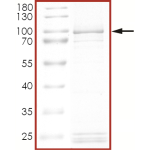 EGFR (d746-750 S768I), Active